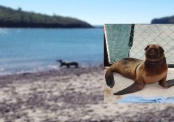«Dan de alta» a lobita marina y vuelve al mar
