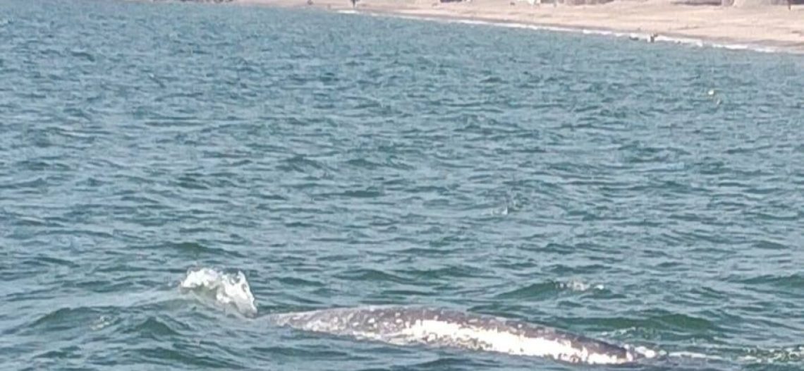 Está sana ballena gris y podría seguir en aguas de San Carlos