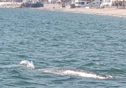 Está sana ballena gris y podría seguir en aguas de San Carlos