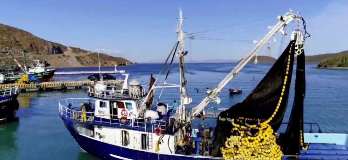 Restringen la captura de sardina; se autoimponen veda técnica los productores