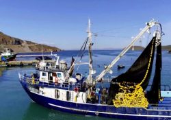 Restringen la captura de sardina; se autoimponen veda técnica los productores