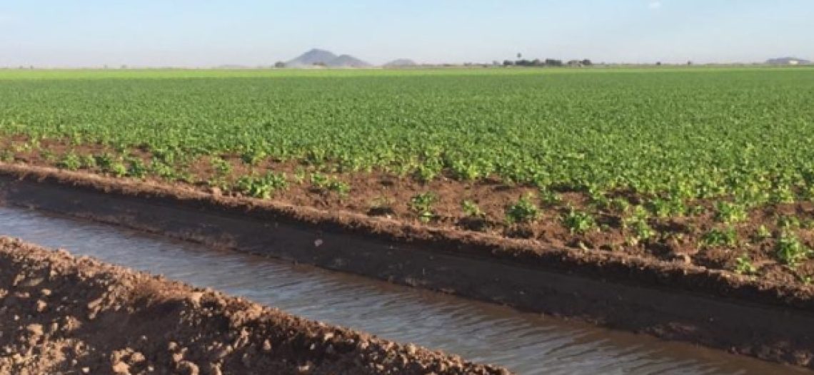 Preocupa al campo regional el mercado de exportación