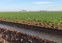 Preocupa al campo regional el mercado de exportación