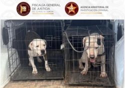 FGJES rescata dos pitbull tras cateo por maltrato animal en Guaymas