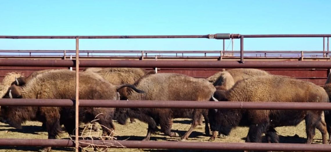 Buscan repoblar a Sonora con bisonte americano