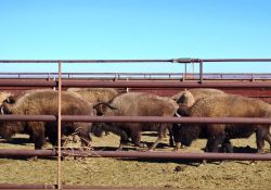 Buscan repoblar a Sonora con bisonte americano