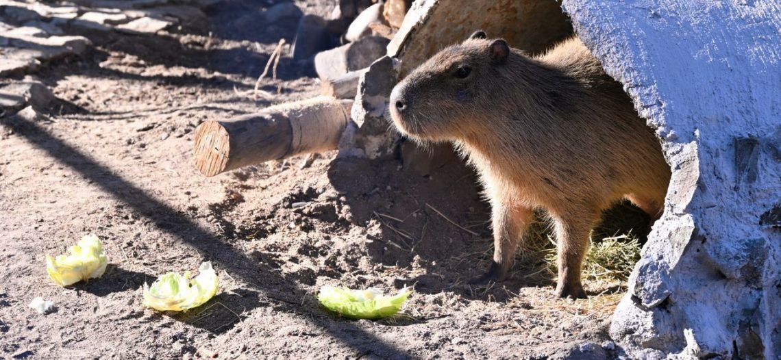 Transforman el Centro Ecológico con más especies e infraestructura renovada