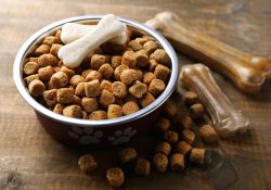 Piden apoyo para recolección de croquetas en Guaymas