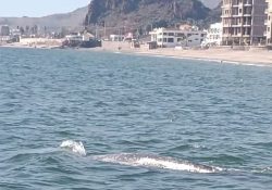 Piden no acercarse a ballena aparentemente varada en playa San Francisco