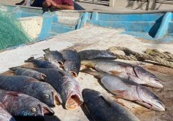 Se adelanta temporada de curvina y sorprende a pescadores del Golfo