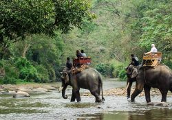 Indonesia prohíbe los paseos en elefante y marca un precedente en Asia