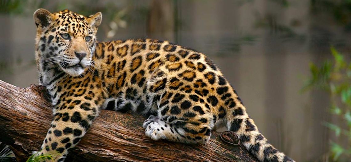 Jaguar mexicano en situación crítica, ha perdido más de la mitad de su habitat