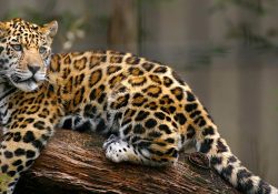 Jaguar mexicano en situación crítica, ha perdido más de la mitad de su habitat