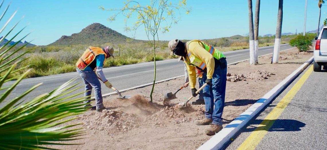 Plantan más de 300 árboles de Palo Fierro en Bulevar Teta Kawi