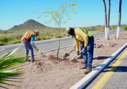 Plantan más de 300 árboles de Palo Fierro en Bulevar Teta Kawi