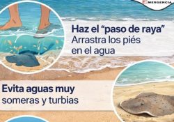 Alertan por mantarrayas en playas empalmenses