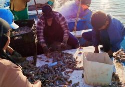 Pescadores piden más vigilancia durante la veda camaronera