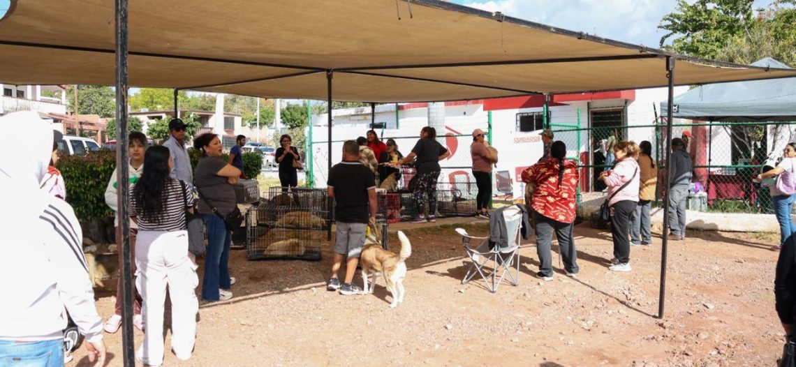 Realiza el Ayuntamiento de Guaymas Jornada de esterilización