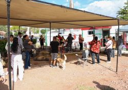 Realiza el Ayuntamiento de Guaymas Jornada de esterilización