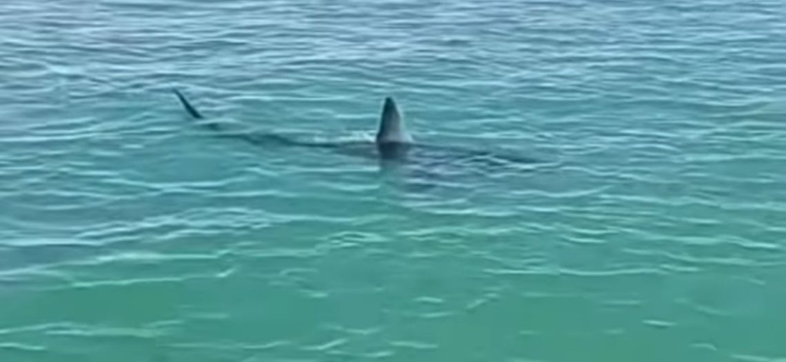 Avistan tiburón mako en zona de buceo para callo liso en San Felipe