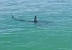 Avistan tiburón mako en zona de buceo para callo liso en San Felipe