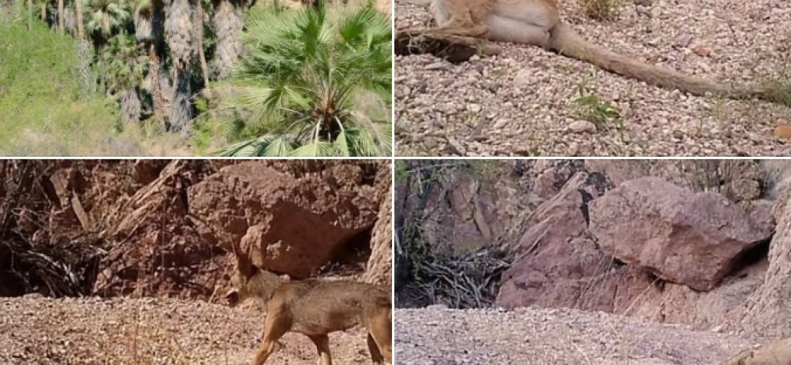 Presentan guía de vida silvestre en la Sierra del Aguaje en Guaymas