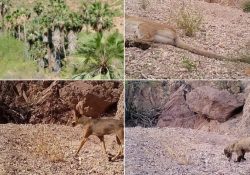 Presentan guía de vida silvestre en la Sierra del Aguaje en Guaymas