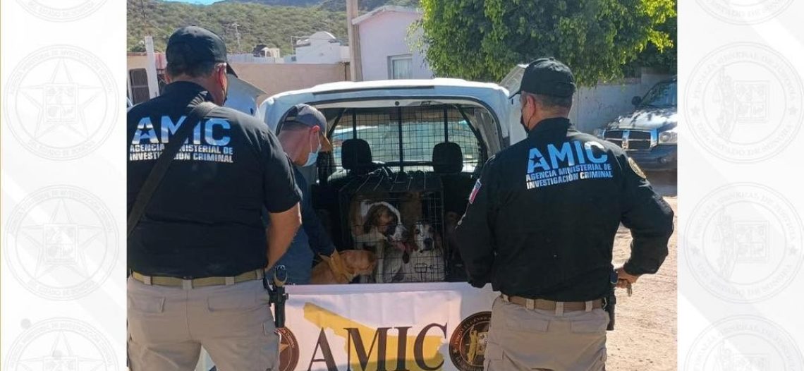 Cateo en Guaymas permite rescatar 7 caninos maltratados