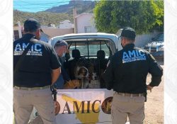 Cateo en Guaymas permite rescatar 7 caninos maltratados