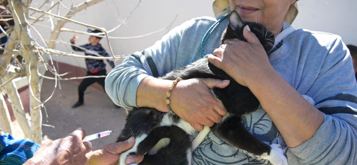 Guaymas registra 330 esterilizaciones de perros y gatos en campañas de Salud Pública