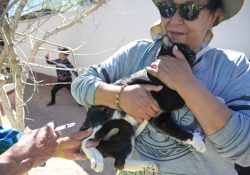 Guaymas registra 330 esterilizaciones de perros y gatos en campañas de Salud Pública