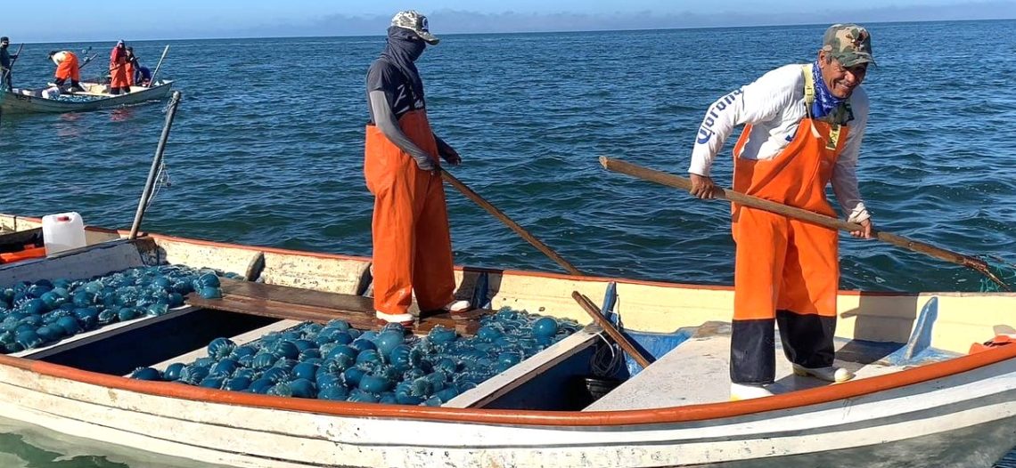 Medusa “bola de cañón” se consolida como pesquería estratégica en Guaymas