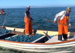 Medusa “bola de cañón” se consolida como pesquería estratégica en Guaymas