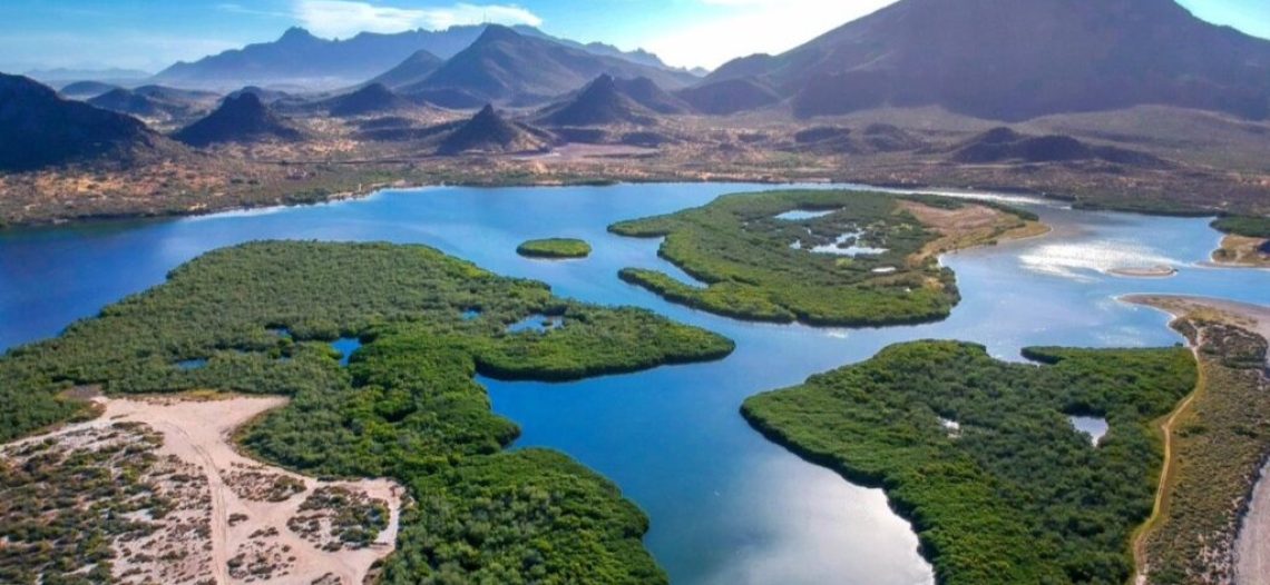 Harán jornada de reforestación de mangle en el estero El Soldado