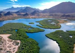 Harán jornada de reforestación de mangle en el estero El Soldado