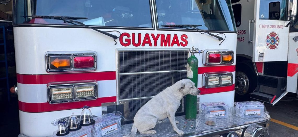 Equipan Bomberos para atención de mascotas