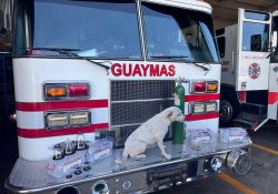 Equipan Bomberos para atención de mascotas