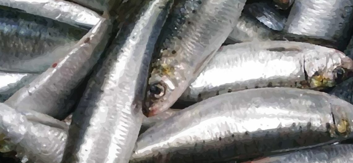 Establece Conapesca límites de captura a sardineros