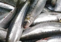 Establece Conapesca límites de captura a sardineros