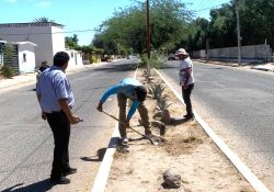 Ecología Municipal realiza jornada de forestación en bulevares de Empalme