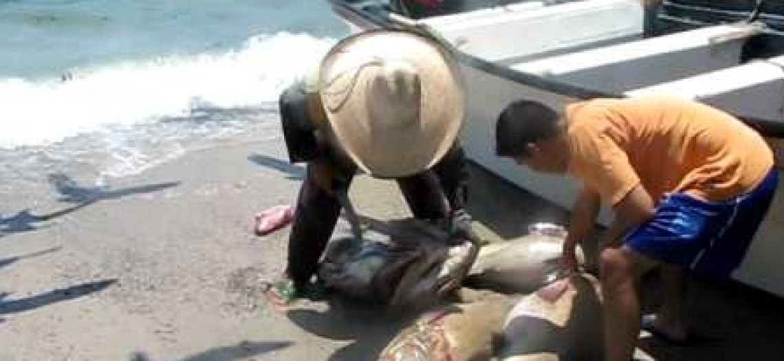 La guerra afecta a la pesca en la región; se frenan programas de comercialización