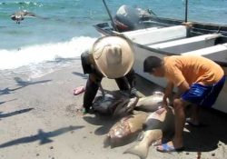 La guerra afecta a la pesca en la región; se frenan programas de comercialización