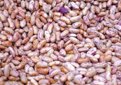 Productores de frijol protestan por fallas en programa de acopio federal
