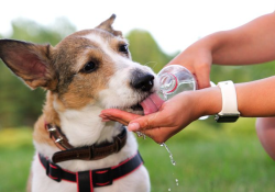 Llaman a proteger a mascotas ante golpes de calor en temporada extrema