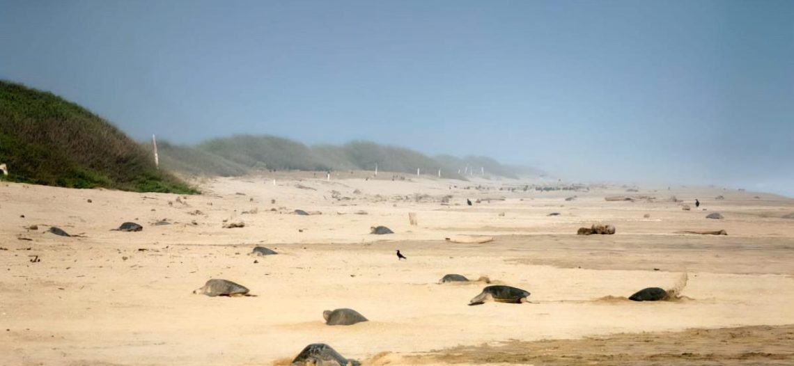 Profepa protege primera arribada de tortugas marinas golfinas en Oaxaca