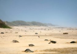 Profepa protege primera arribada de tortugas marinas golfinas en Oaxaca