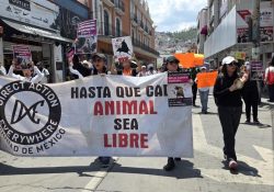 Animalistas protestan en Pachuca por freno a iniciativa contra corridas de toros