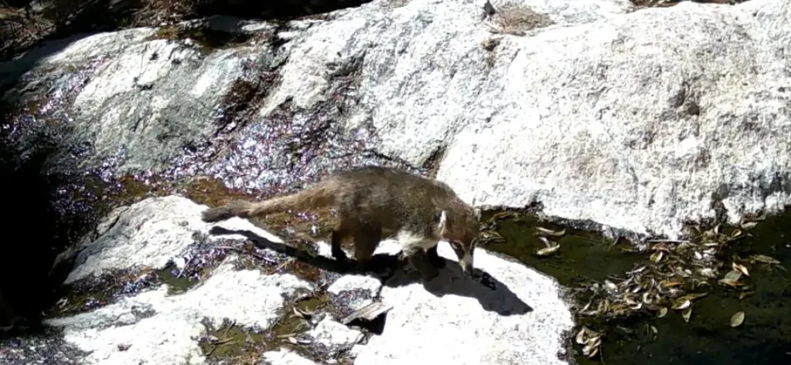Destacan monitoreo de especies en la sierra El Aguaje, de Guaymas
