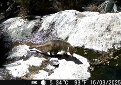 Destacan monitoreo de especies en la sierra El Aguaje, de Guaymas