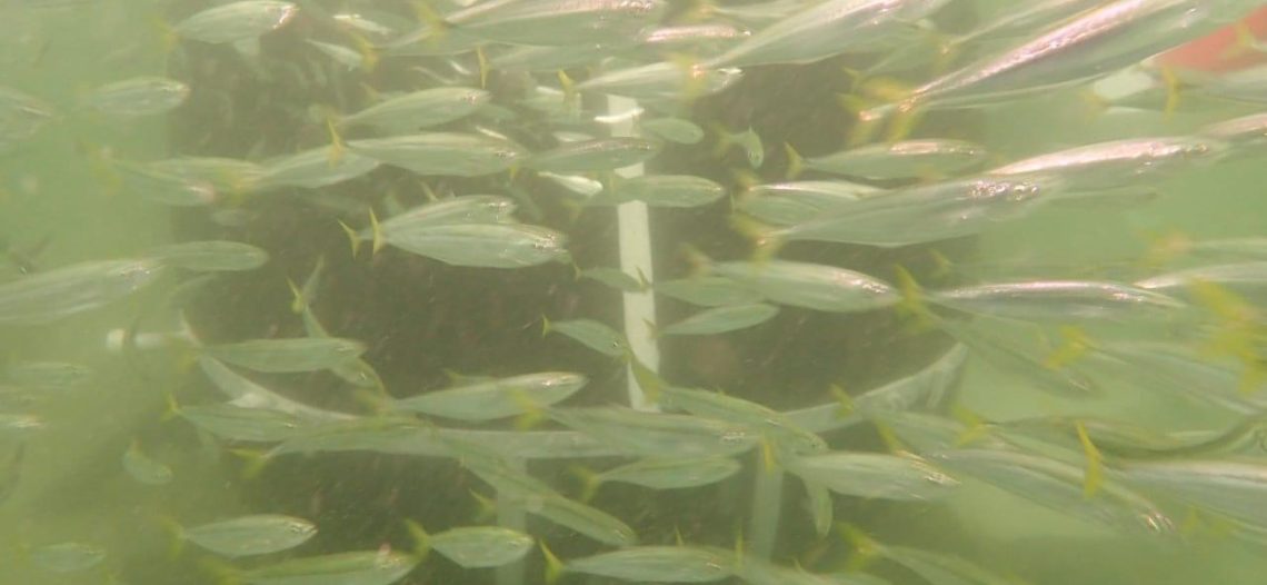 Tiene 10 mil especies nuevas, el sistema arrecifal de San Carlos